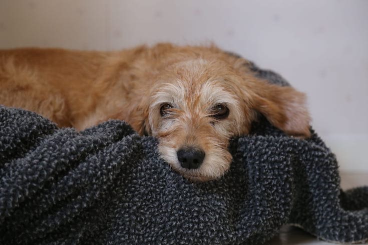 Dog on blanket