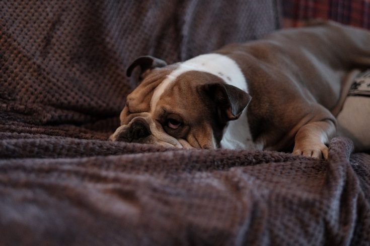 Dog on couch