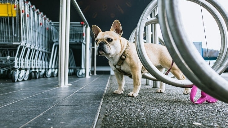 Dog outside the supermarket