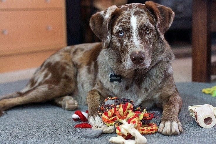 Dog playing with toys