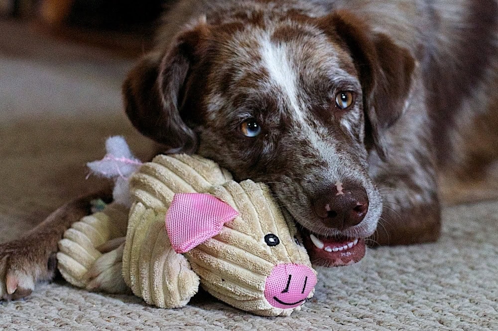 Dog playing with a pig toy