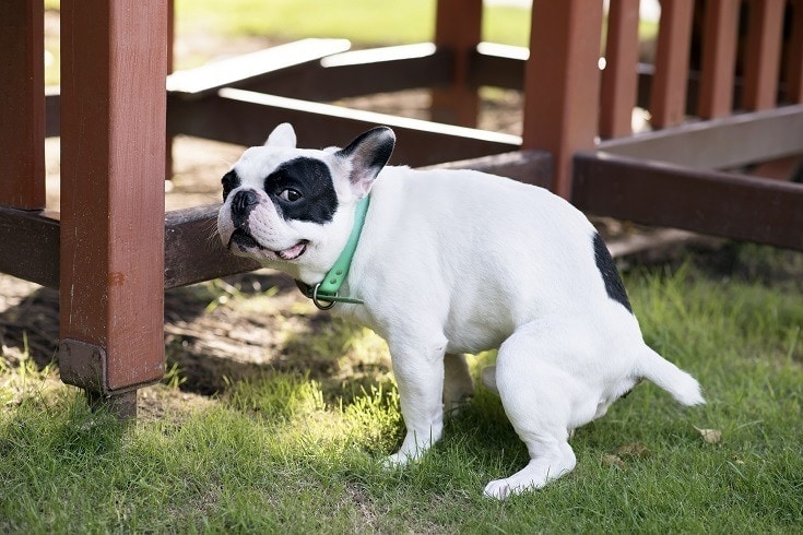 How To Keep Dog Poop From Smelling Up Your Garage (5 Proven Methods) | Hepper