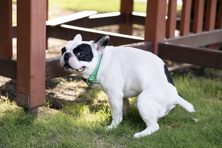 can you teach a dog to poop on command