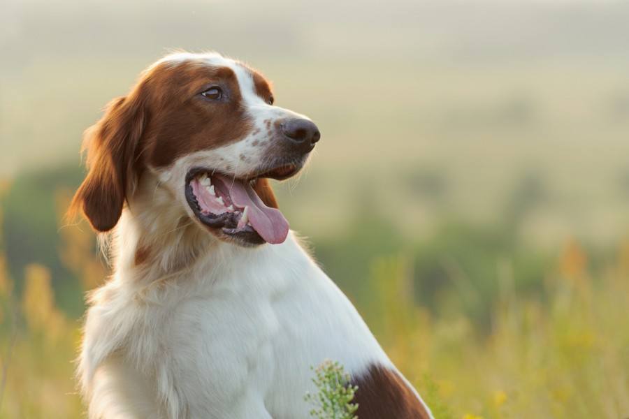 Dog portrait, irish red and white setter on golden sunset background_Glenkar_shutterstock