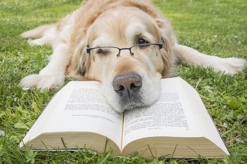 Dog reading book_mattia marasco_shutterstock