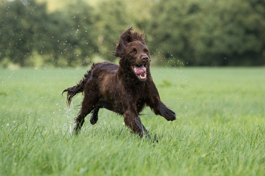 Dog running in the field_Burry van den Brink_shutterstock