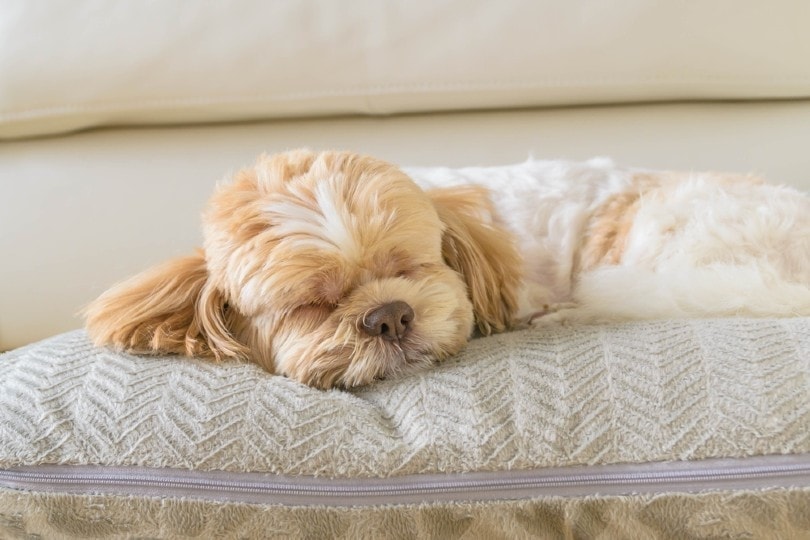Do Dogs Like Pillows Facts FAQ Hepper