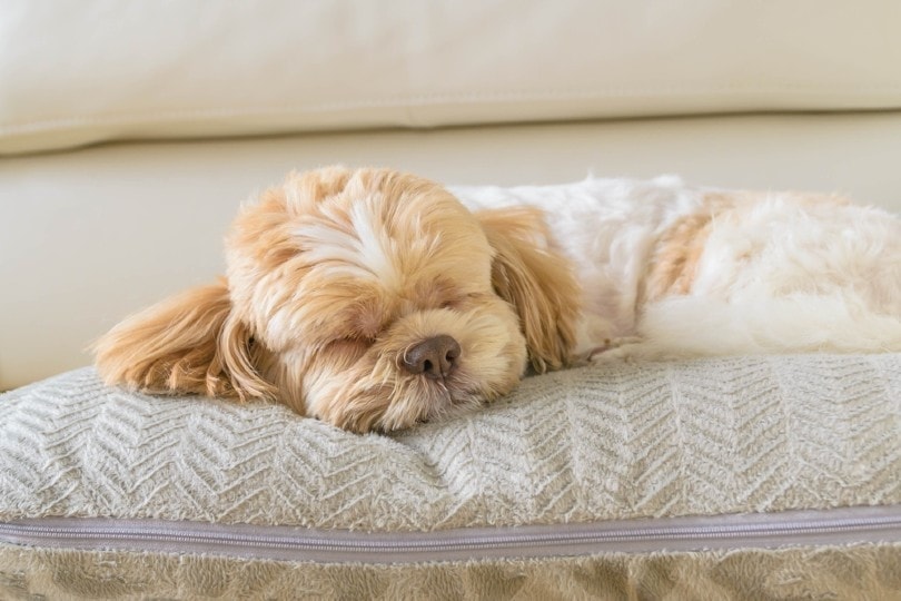 Dog sleeping comfortably on big soft pillow