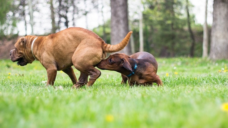 Dog smells a dog in heat