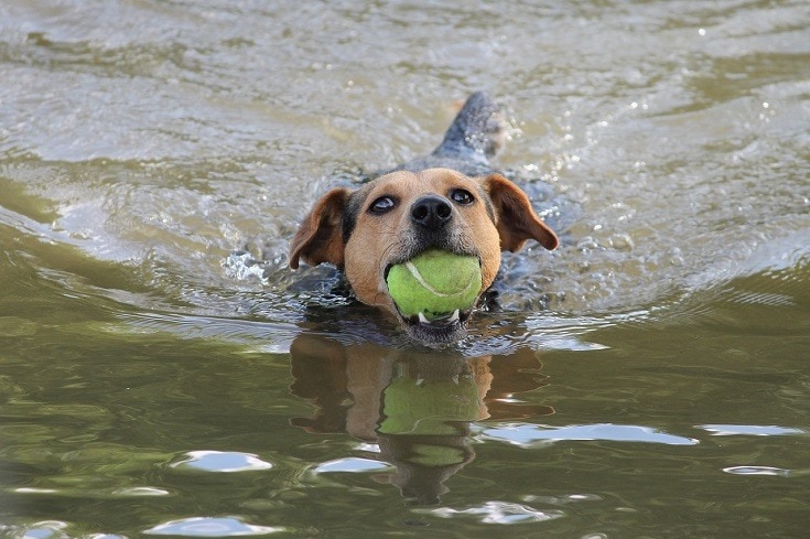 Dog swimming with ball