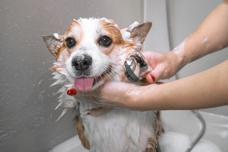 5 Dog Shampoo Alternatives (VetApproved Options) Hepper