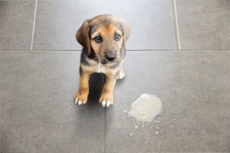 Dog vomit in the living room on the floor