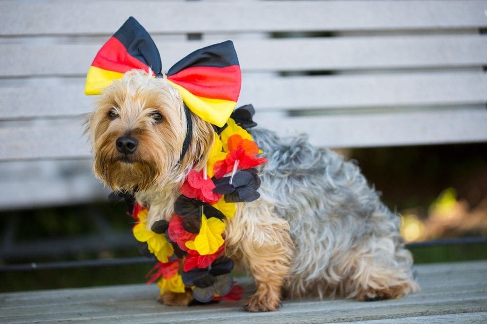 Dog wearing German flag