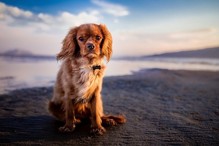 Dog windy beach
