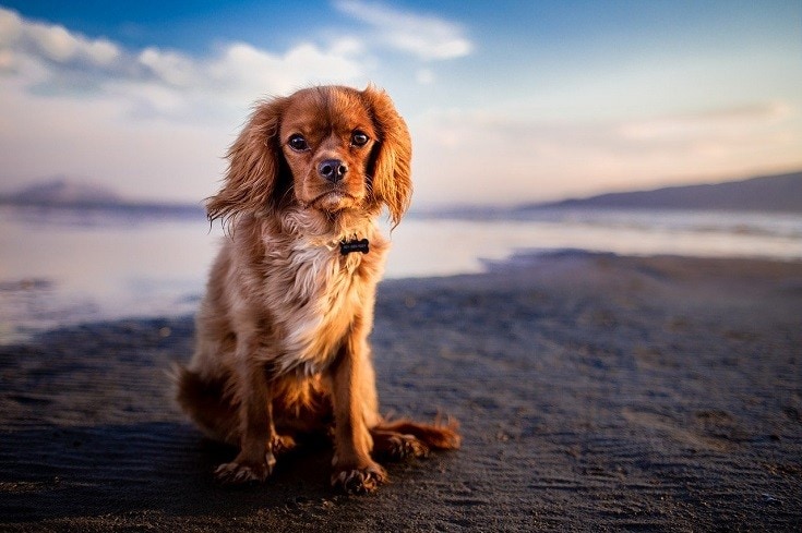 Top 7 Great Dog Friendly Beaches Near