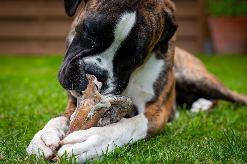 Dog with Bone