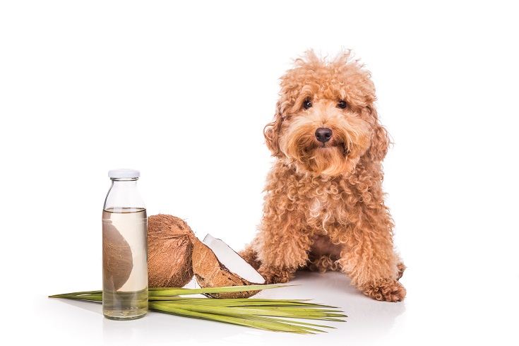 Dog with Coconut Oil