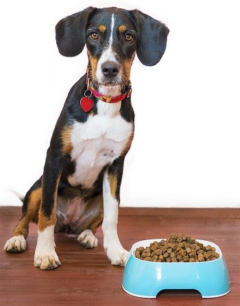 Dog with Dog Food Bowl