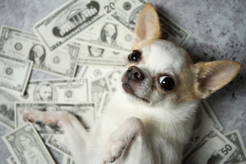 Dog with Money_shutterstock_TaraPatta
