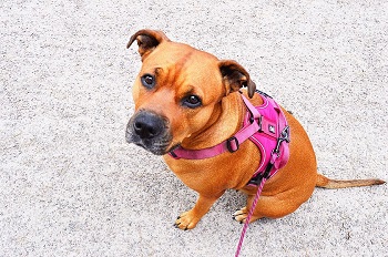 Dog with Pink Harness