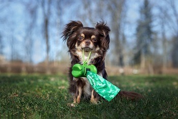 Dog with Poop Bag