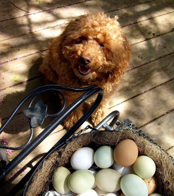Dog with eggs