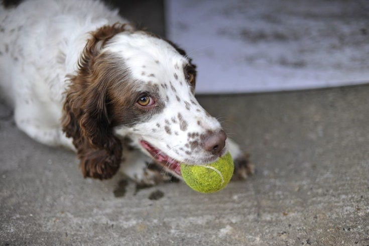 Dog with tennis ball