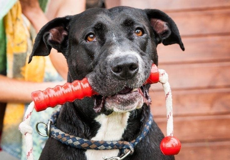 Dog with toy