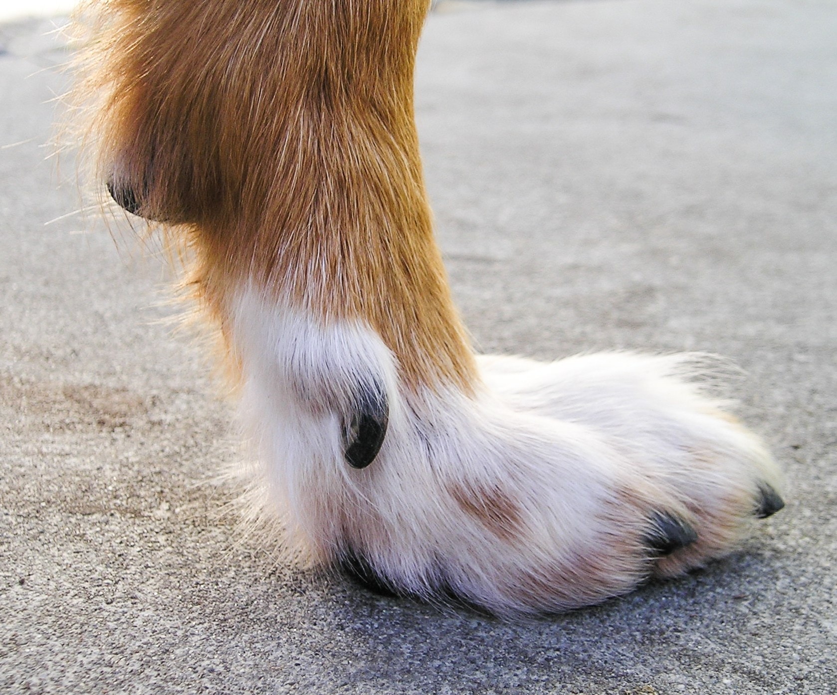 20 Dog Breeds With Dewclaws Info Pictures Hepper