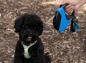 A happy dog right next to a retractable dog leash with a dog poop bag holder