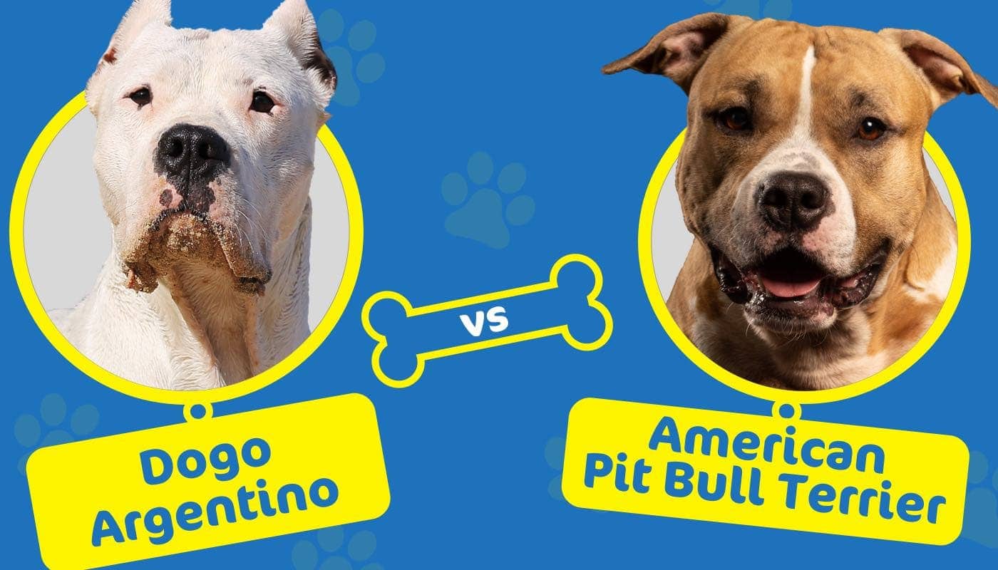 Dogo Argentino vs American Pit Bull Terrier