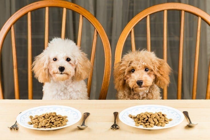 The Top Organic Dog Food Picks for Small Breeds