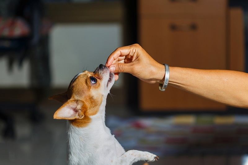  Where To Get Free Dog Food Samples 8 Options Tips Hepper