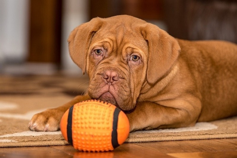 Dogue De Bordeaux