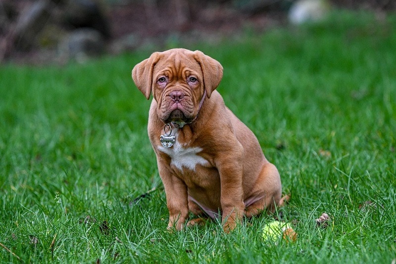 how much is a dogue de bordeaux puppy