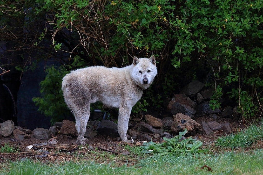 Donggyeongi dog
