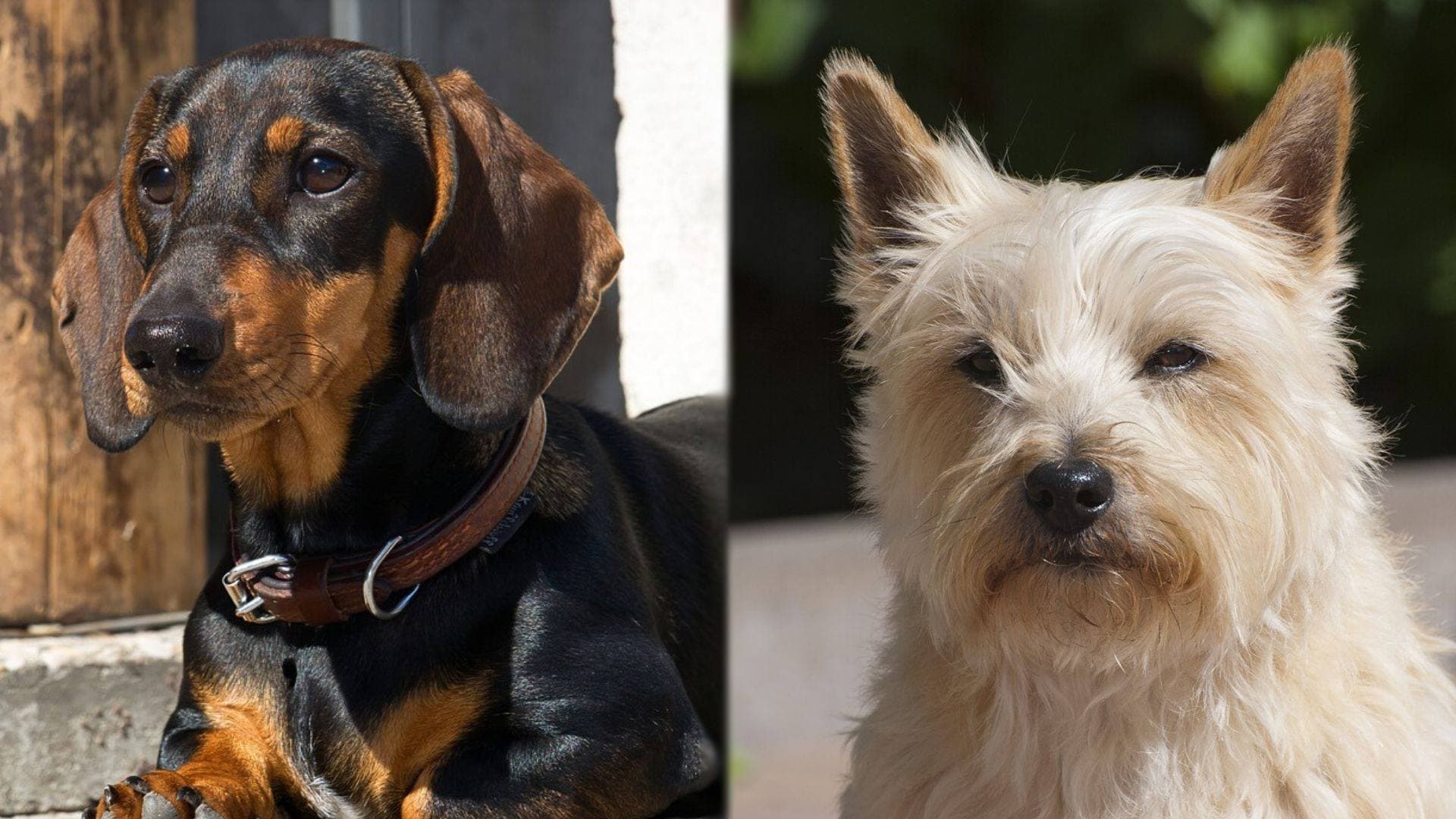 doxie terrier doxie terrier