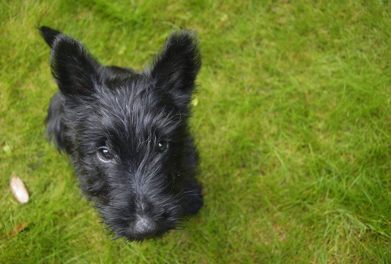 Doxie Scot mixed breed dog