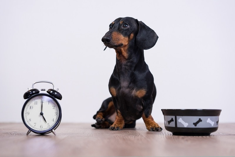 Duschshund Eating Time_shutterstock_Masarik