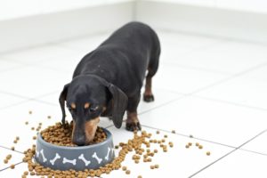 Duschshund Eating_shutterstock_ dogboxstudio