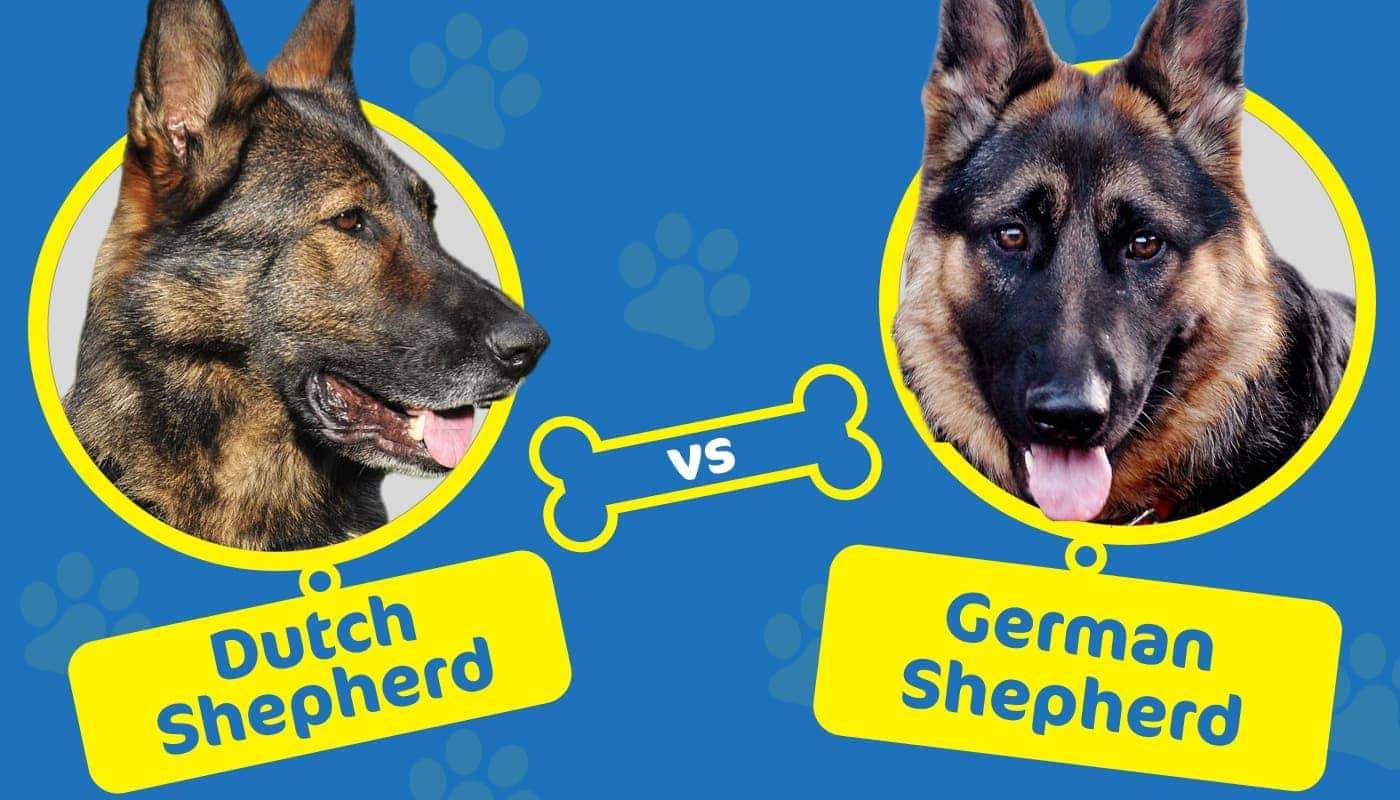 Dutch Shepherd vs German Shepherd