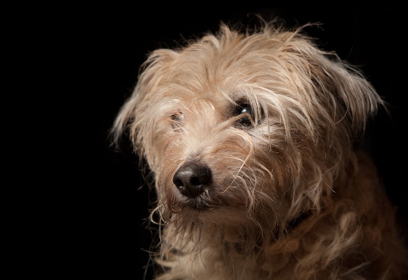 Dutch Smoushond isolated on black_joop snijder photography_shutterstock