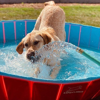 A dog in a swimming pool