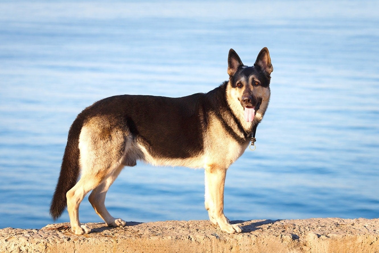 East European Shepherd Dog