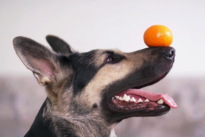 East European Shepherd holding an orange tangerine_Eudyptula_shutterstock