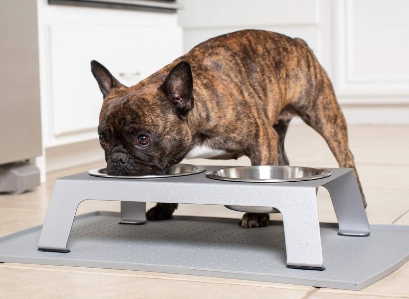 Elevated Luxury Dog Bowl