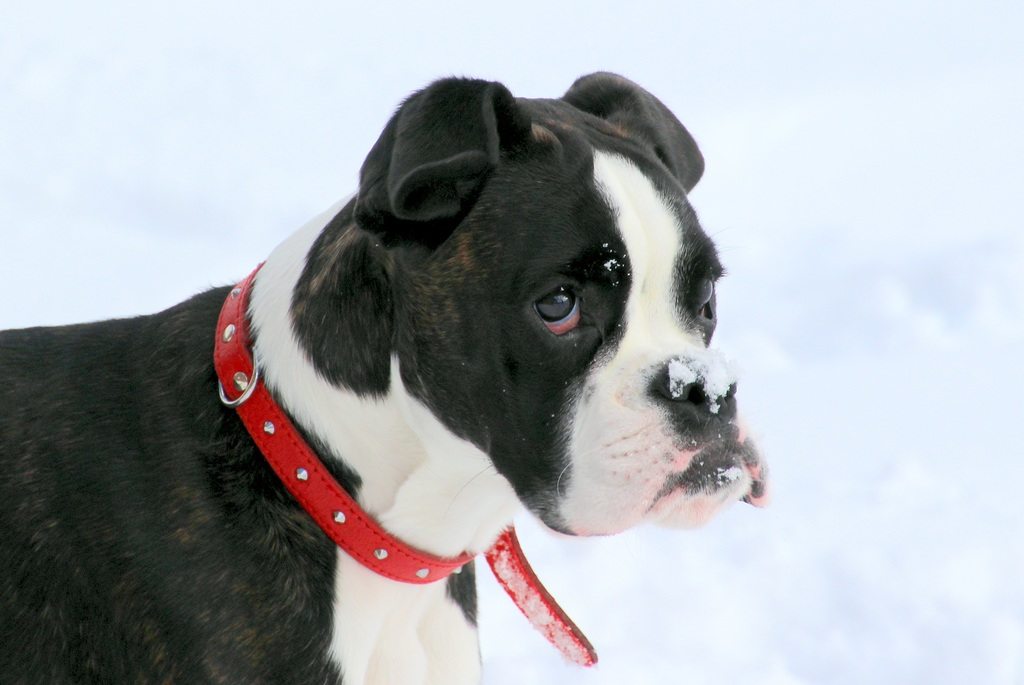 Tiếng Anh Boston-Bulldog trên tuyết