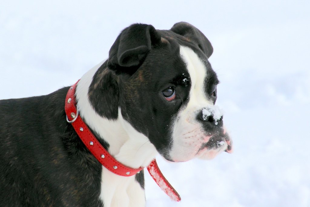 English Boston-Bulldog on snow