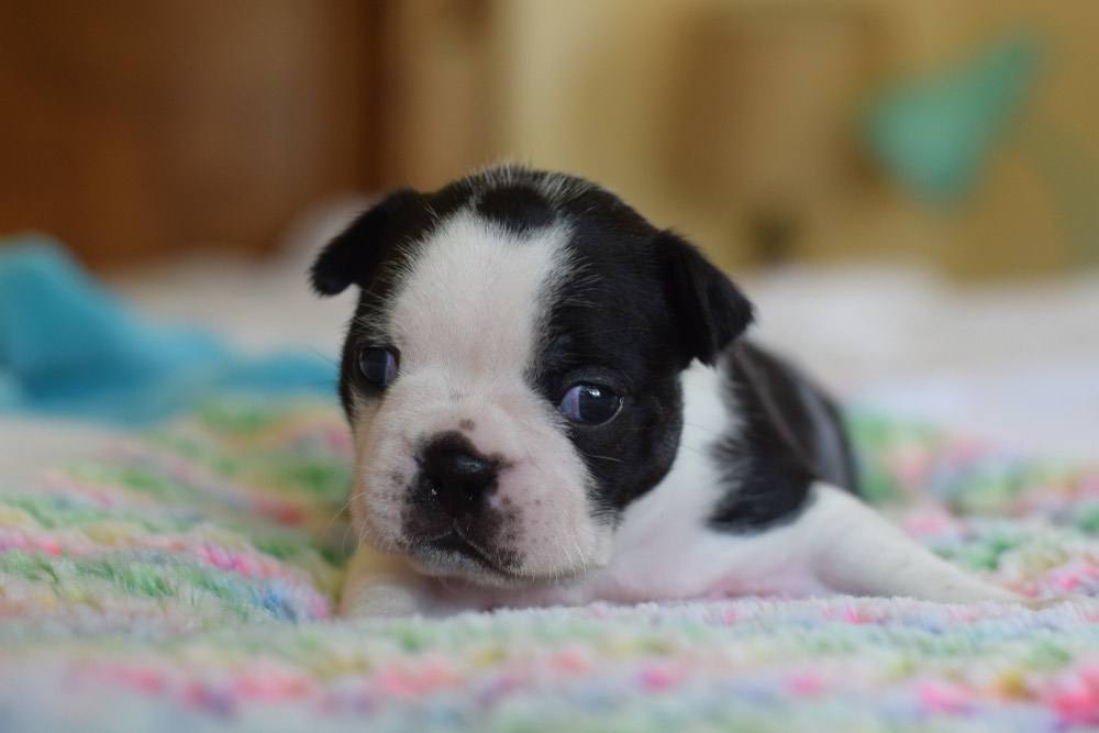 Boston terrier english bulldog mix puppies shop for sale
