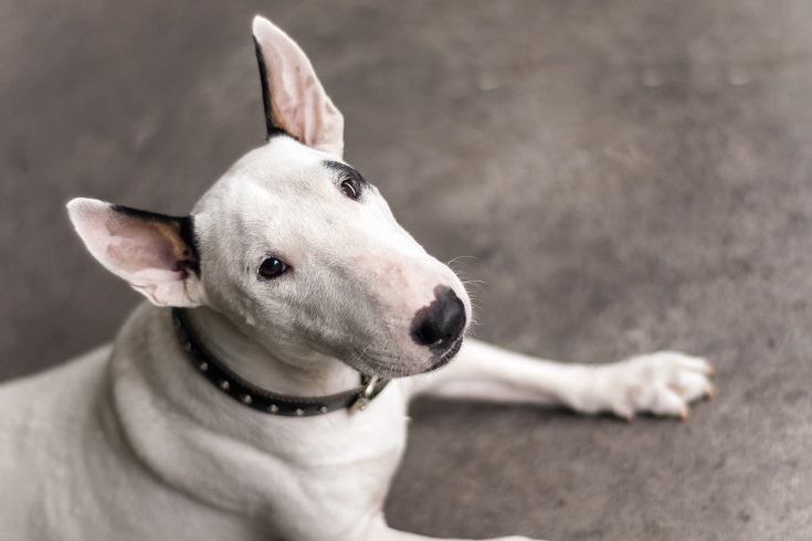 English Bull Terrier